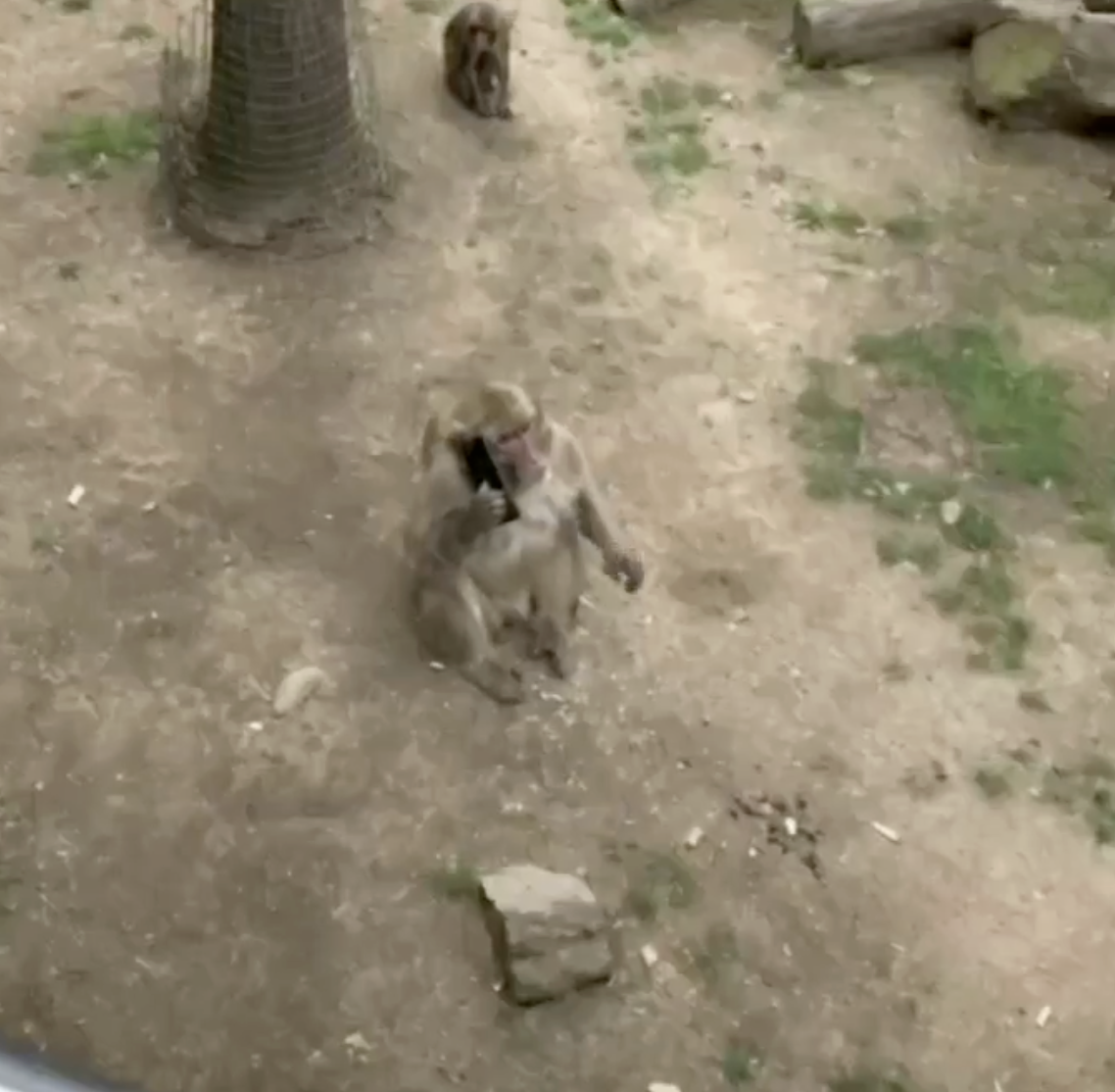 Monkey holding a phone